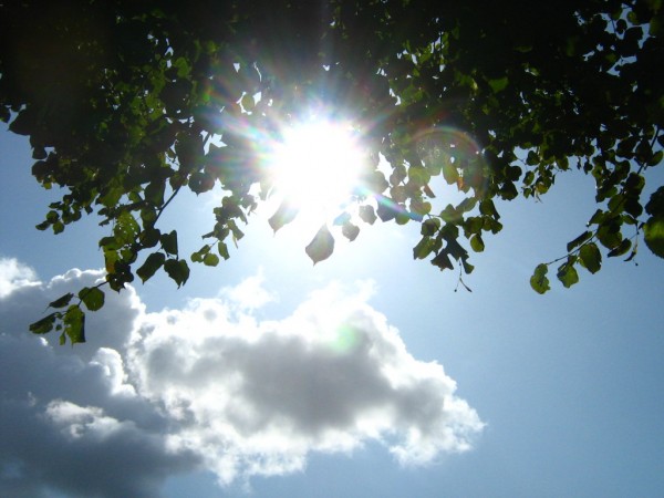 Amsterdam sky with tree