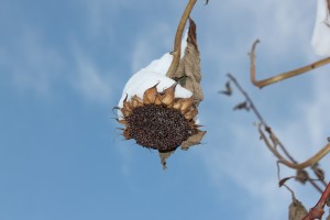 Snow on a Sunflower